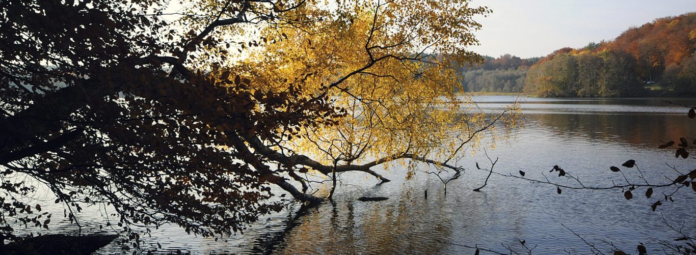 Therapeutic coaching for professional women struggling with burnout, imposter syndrome and work life balance Reflections of branches on a lake surrounded by autumn trees and leaves