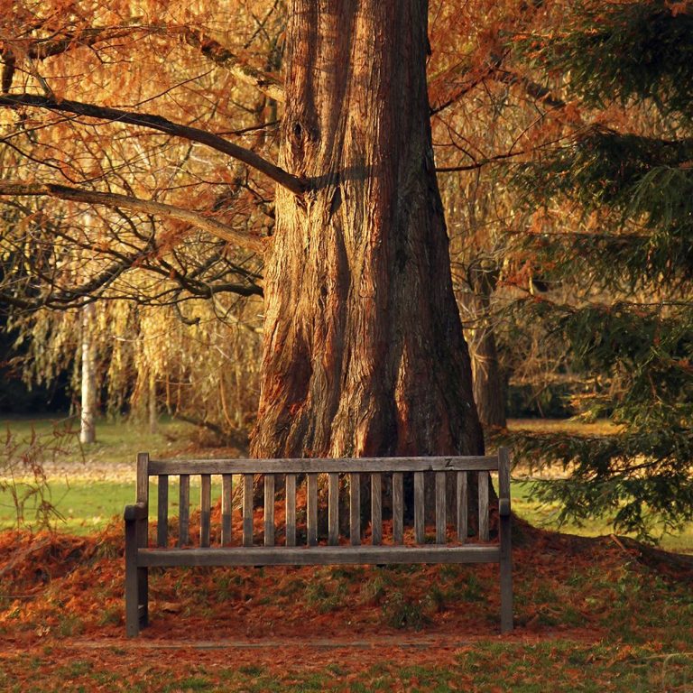 Photograph of a magnificent large cedar tree has autumn red colour. Right in front of it there is a bench to sit. It looks welcoming, supportive and safe.  