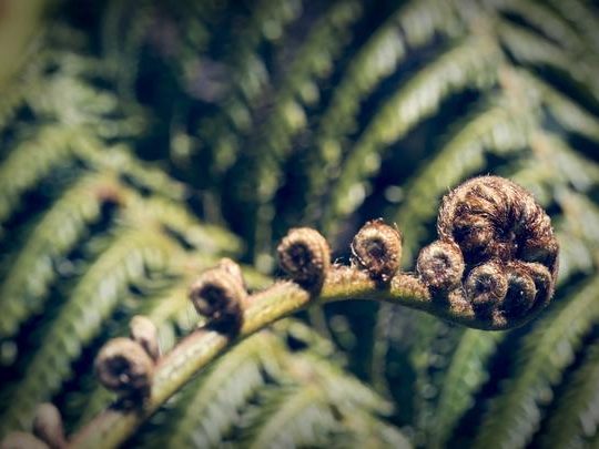 Courses for professional women with female psychologists and therapists. A fern frond unfurling.