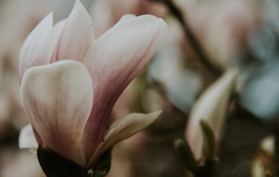 The Women's Therapy Practice Mission Statement Magnolia Bud Unfolding