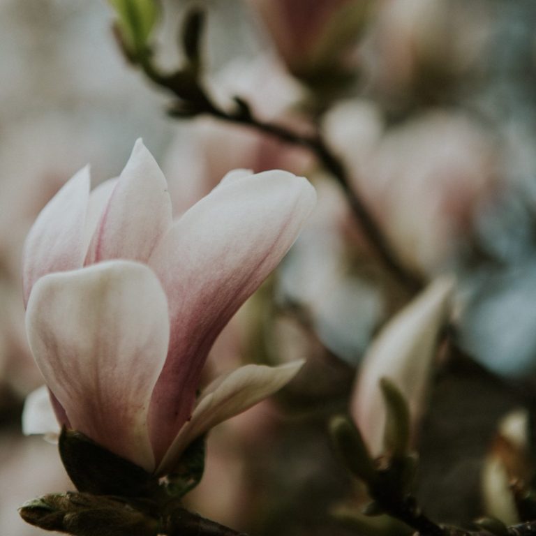 Photograph of a light pink magnolia bud