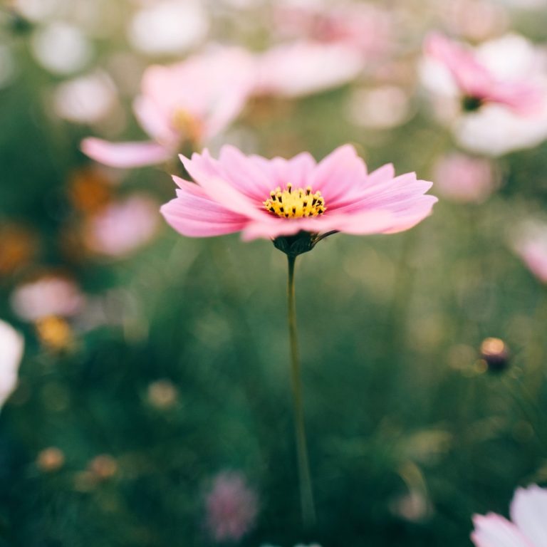 Close up of a pink flower in a field of pink flowers